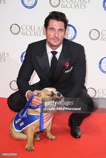 David Gandy attends the annual Collars & Coats Gala Ball in aid of The Battersea Dogs & Cats home at Battersea Evolution on October 30, 2014 in...