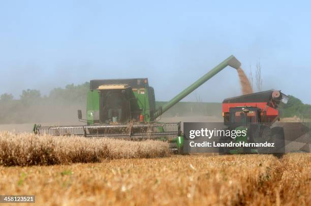 colheita de trigo - triticale imagens e fotografias de stock