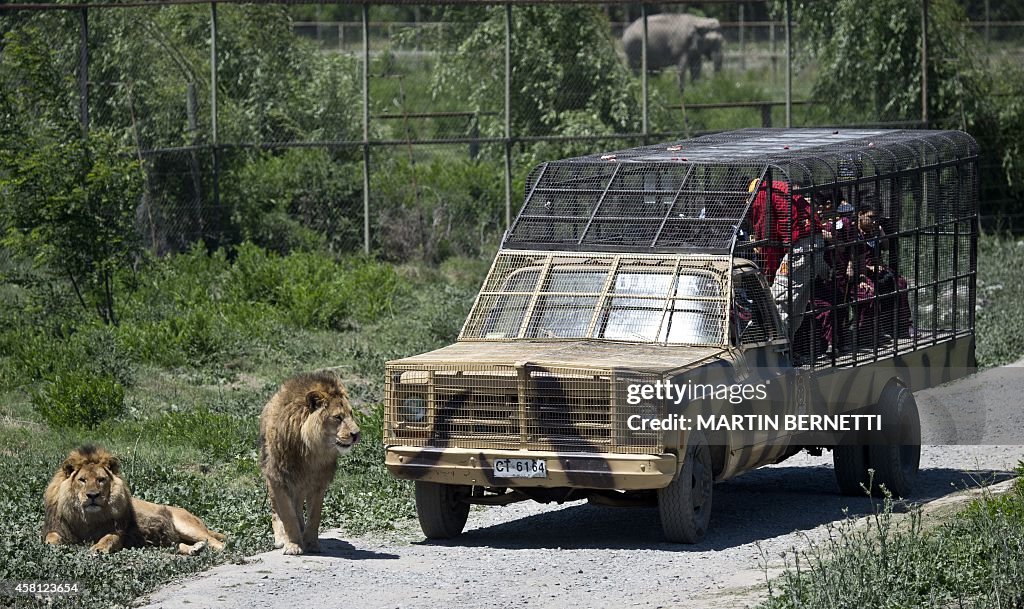 CHILE-ZOO-SAFARI-LION