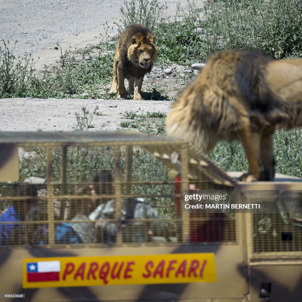 CHILE-ZOO-SAFARI-LION