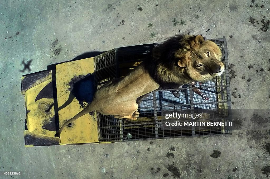 CHILE-ZOO-SAFARI-LION