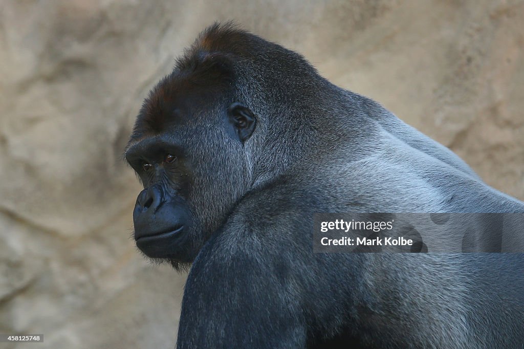 Taronga Zoo Welcomes New Baby Gorilla