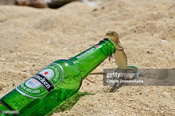 heineken beer lizard - glass lizard stock pictures, royalty-free photos & images