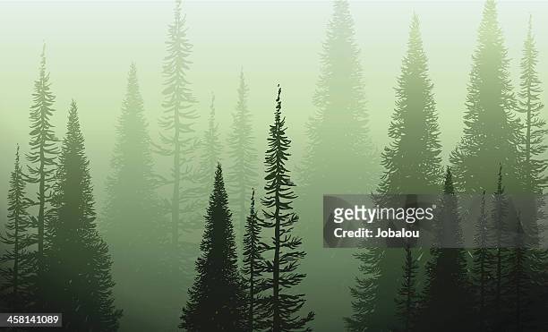ilustrações, clipart, desenhos animados e ícones de árvores no nevoeiro verde - conífera
