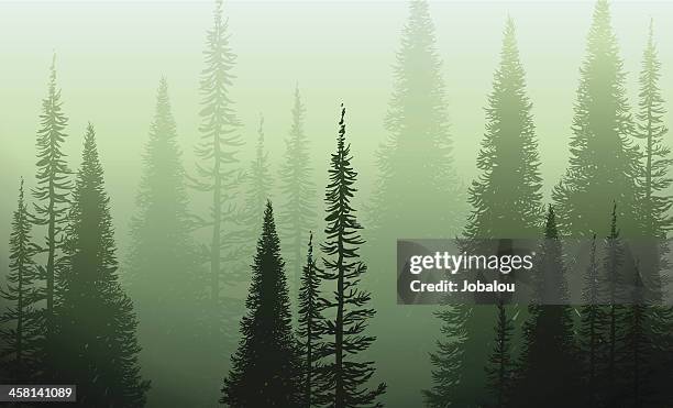 bildbanksillustrationer, clip art samt tecknat material och ikoner med trees in the green mist - pine woodland