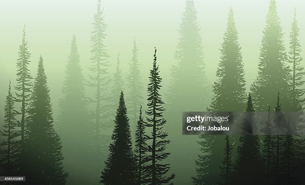 Trees In The Green Mist