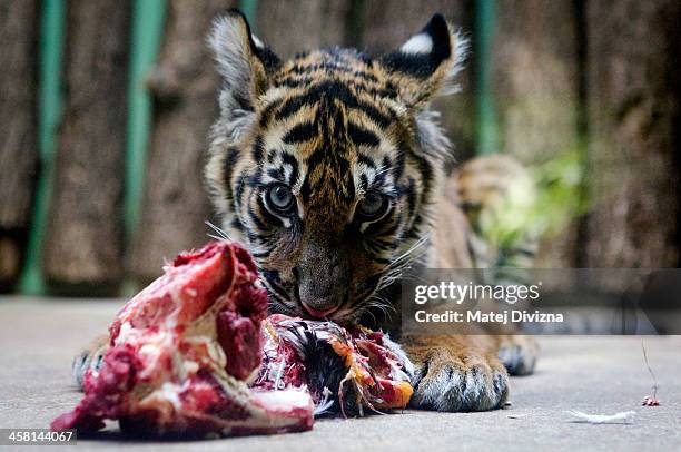 Hany', a five-month old baby Sumatran tiger, eats meat at the Prague Zoo on December 19, 2013 in Prague, Czech Republic. Sumatran tigers are a...