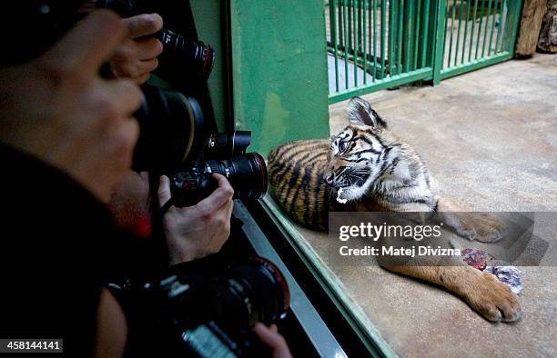 Photographers take pictures of 'Hany', a five-month old baby Sumatran tiger, at the Prague Zoo on December 19, 2013 in Prague, Czech Republic....