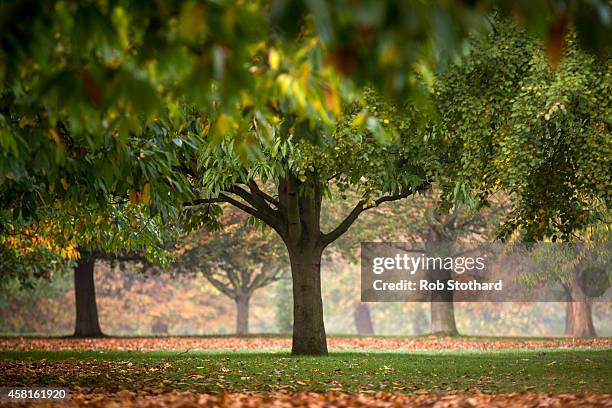 Autumn colours are seen shortly after sunrise in Hyde Park on October 31, 2014 in London, England. Temperatures in London are forecasted to exceed 20...