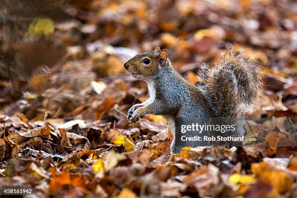 Grey squirrel forages amongst the autumn leaves in Hyde Park on October 31, 2014 in London, England. Temperatures in London are forecasted to exceed...