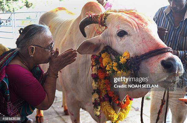 An Indian Hindu devotee offers prayers to a sacred cow on the eve of Gopastami in Hyderabad October 31, 2014. The Gopastami festival, which...