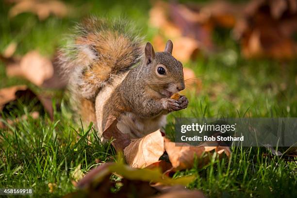 Grey squirrel forages amongst the autumn leaves in Green Park on October 31, 2014 in London, England. Temperatures in London are forecasted to exceed...