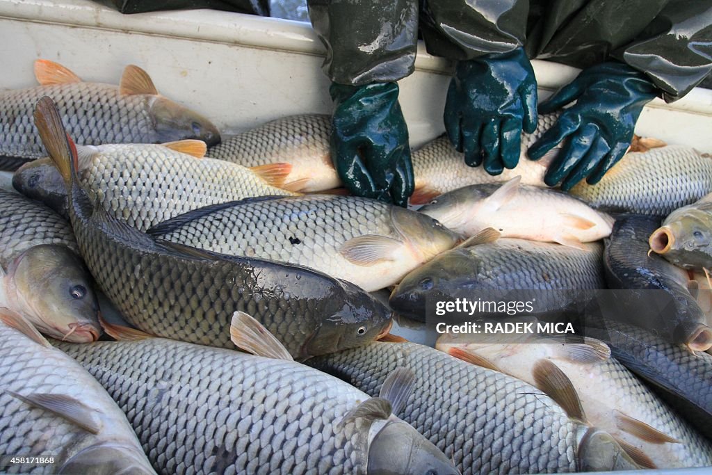 CZECH-AGRICULTURE-TRADITION-FISHING