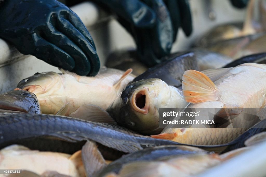 CZECH-AGRICULTURE-TRADITION-FISHING