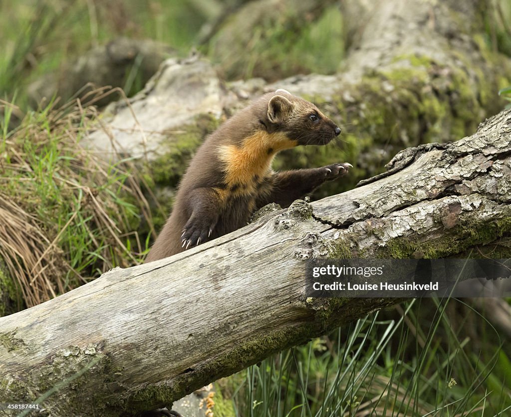 Pine marten jumping onto a fallen log