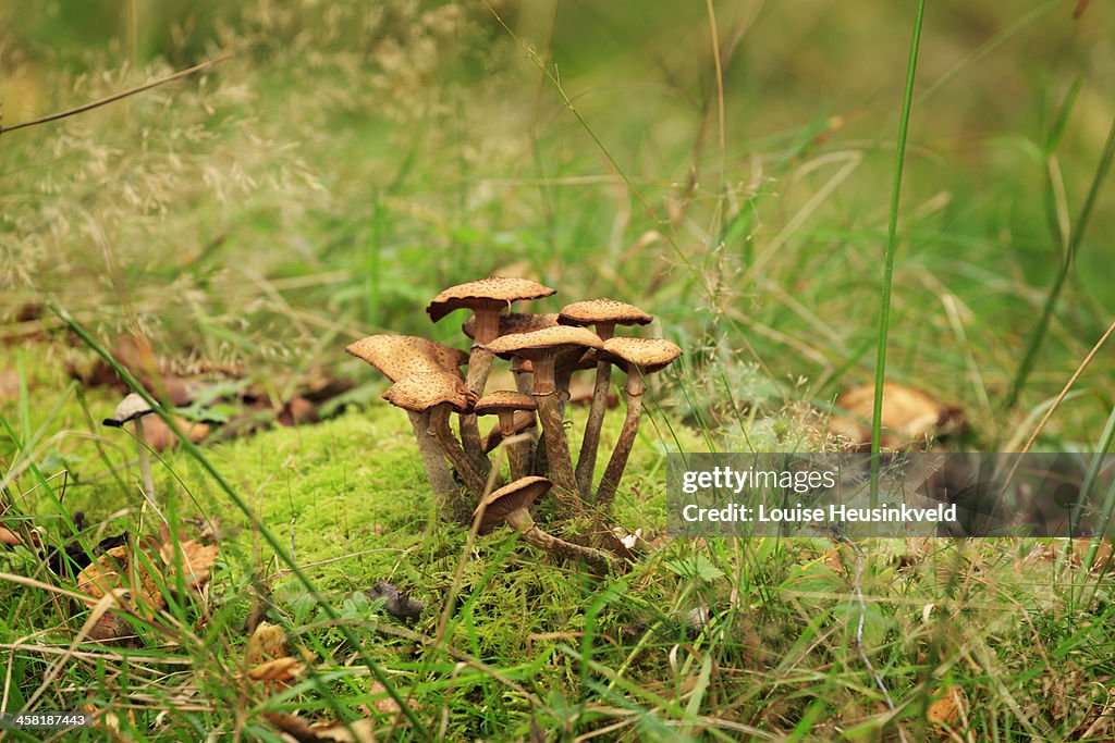 Honey fungus