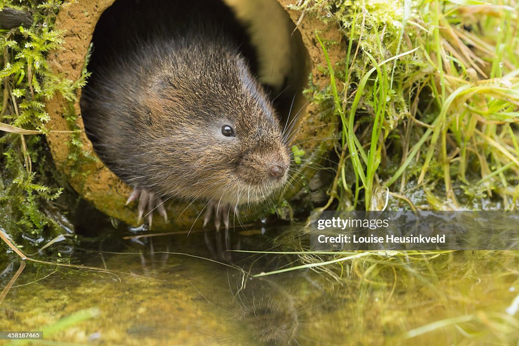 Water vole looking out of a pipe