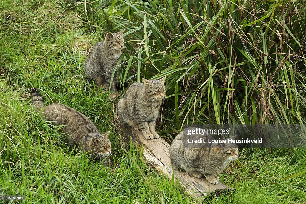 Four Scottish wildcats waiting to be fed