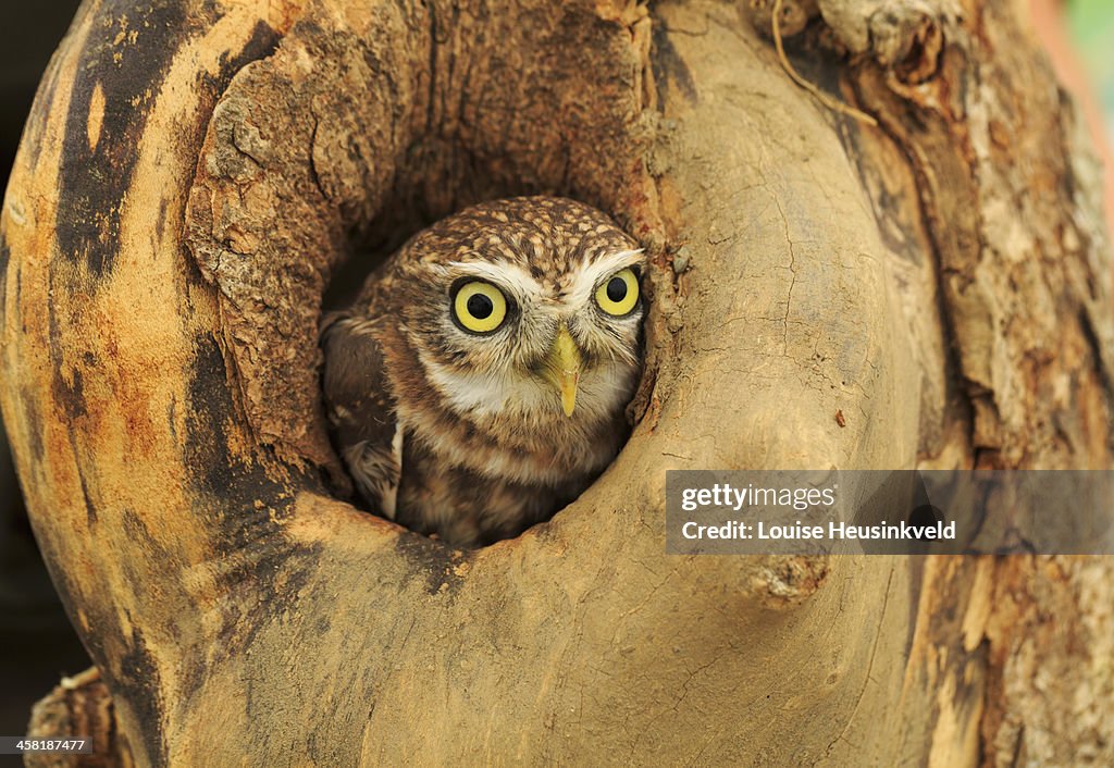 Little owl looking out of a tree