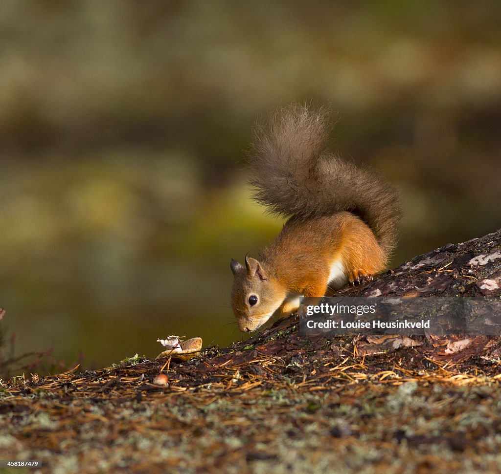 Red squirrel searching for nuts for winter