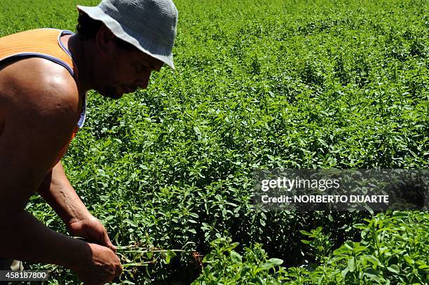 Farmer works on a plantation of stevia on October 18, 2014 in Guayaibi, 175 km north of Asuncion. Following the approval by the American and European...