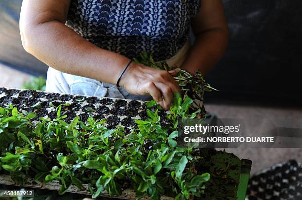 Woman selects plants in a plantation of stevia on October 18, 2014 in Guayaibi, 175 km north of Asuncion. Following the approval by the U.S. And...