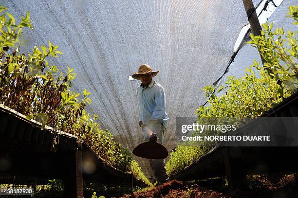 Farmer works in a plantation of stevia on October 18, 2014 in Guayaibi, 175 km north of Asuncion. Following the approval by the U.S. And European...