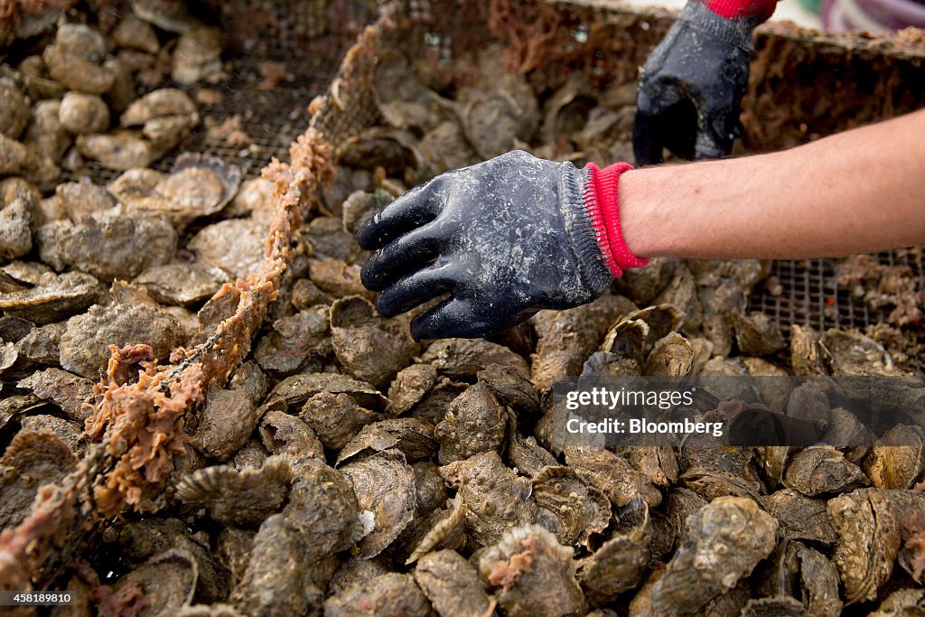 Harvesting At MiFarm Oysters Inc. As Governor Declares Virginia Oyster Capital Of East Coast