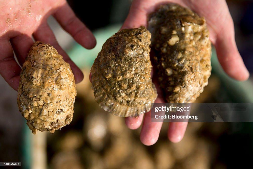 Harvesting At MiFarm Oysters Inc. As Governor Declares Virginia Oyster Capital Of East Coast