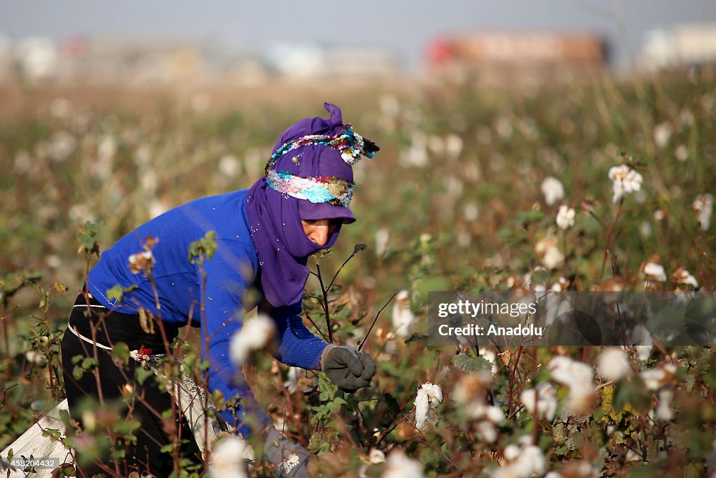 Cotton harvest on the foothills of Mount Judi in Sirnak