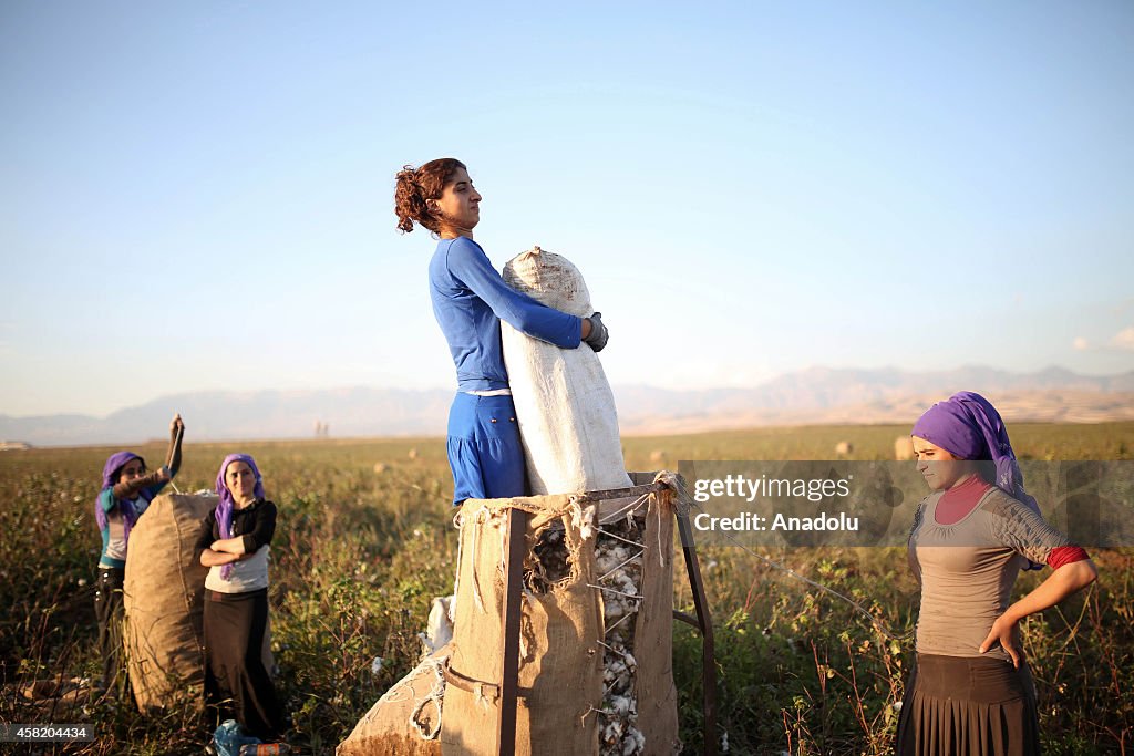 Cotton harvest on the foothills of Mount Judi in Sirnak