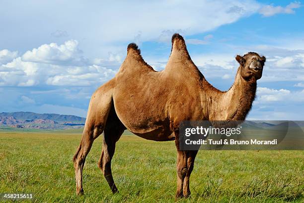 mongolia,  zavkhan, bactriane camel on the steppe - camel fotografías e imágenes de stock