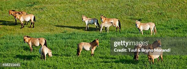 mongolia, hustain nuruu, przewalski's wild horses - przewalski stock pictures, royalty-free photos & images
