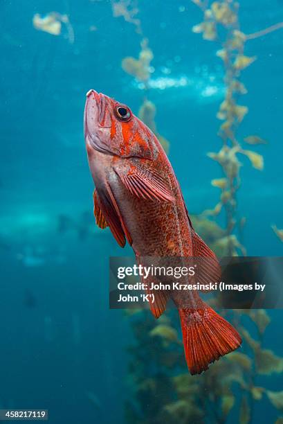 pacific red snapper - rode snapper stockfoto's en -beelden