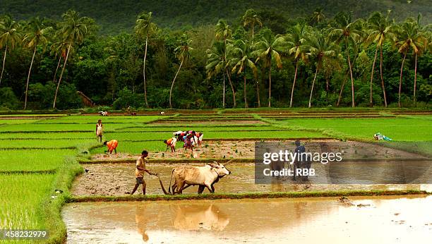 coastal karnataka - threshing stock-fotos und bilder