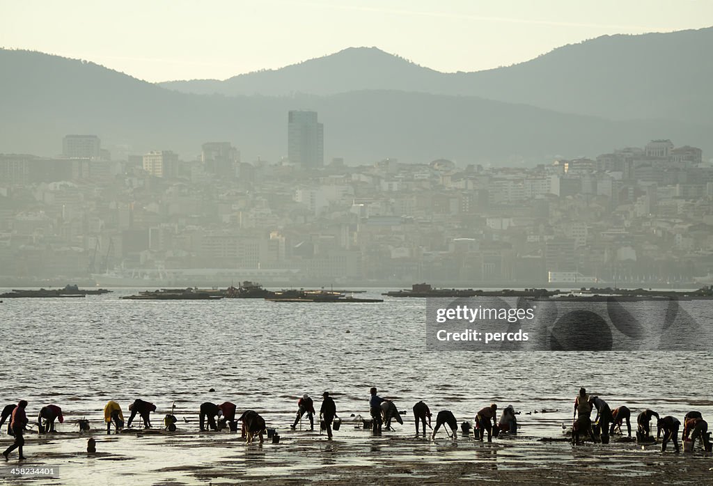 Coleta de frutos-do-mar