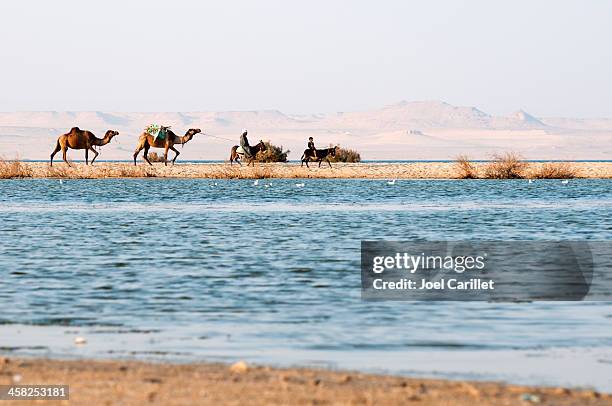 small camel and donkey caravan in the fayoum, egypt - ass boy stock pictures, royalty-free photos & images