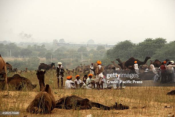 Camel traders sits on the ground at Pushkar, Rajsthan. Tourists are most interested to visit the Pushkar to explore the rugged terrain of the Great...