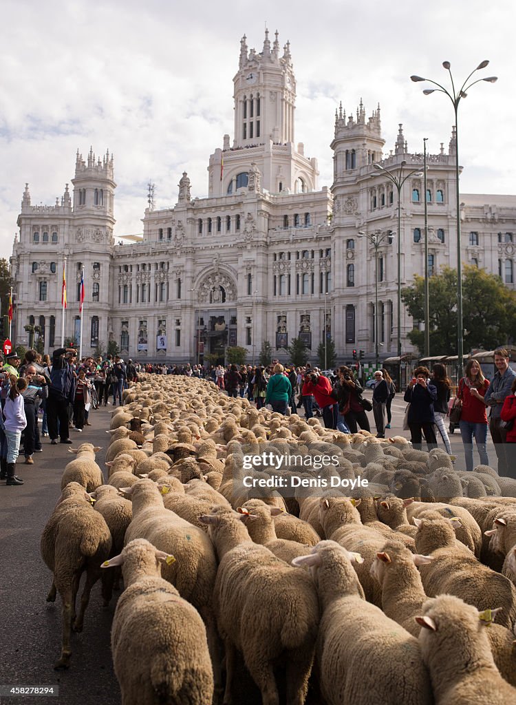 Sheep Invade Madrid During Seasonal Livestock Migration