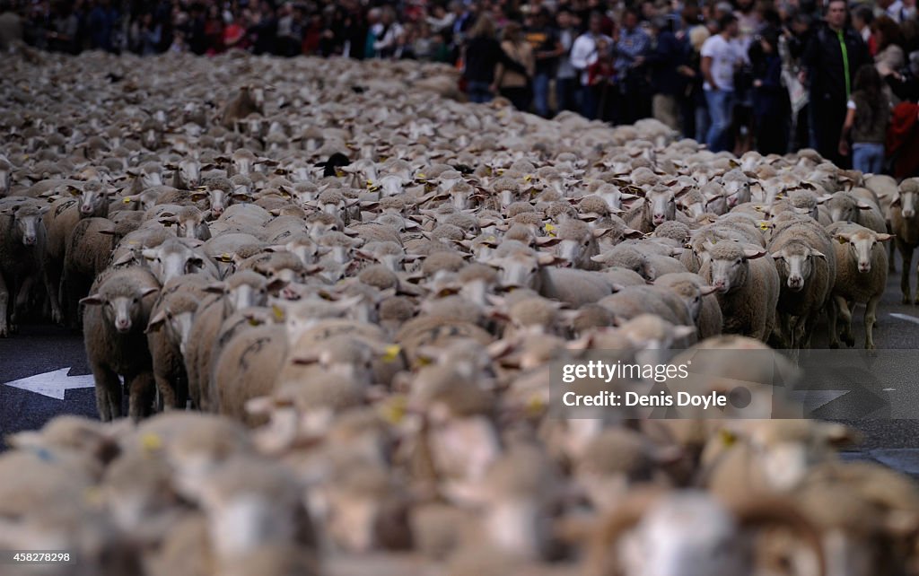 Sheep Invade Madrid During Seasonal Livestock Migration