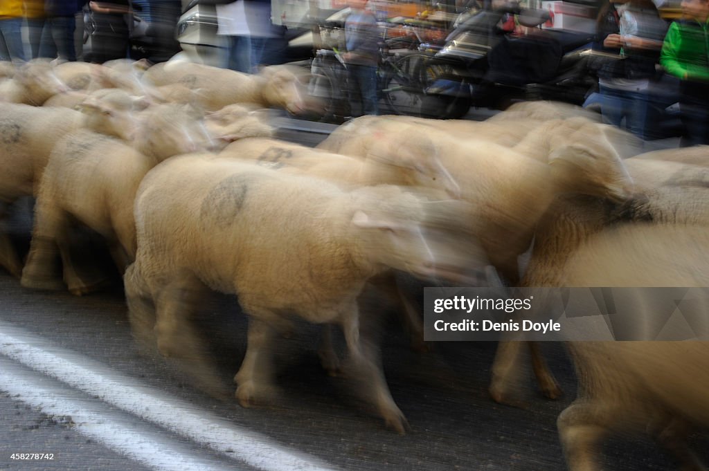 Sheep Invade Madrid During Seasonal Livestock Migration