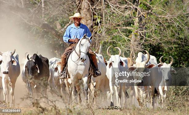カウボーイの遊牧がある牛のブラジルパンタナル湿地帯 - マトグロッソドスル州 ストックフォトと画像