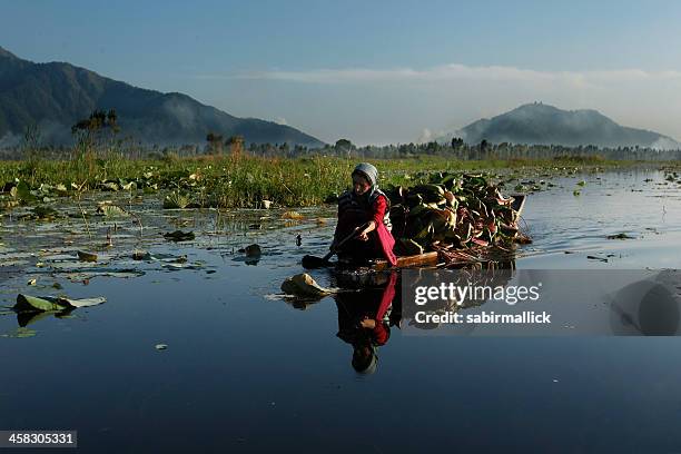 young indian girl collecting lotus leafs, kashmir, india - jammu en kasjmir stockfoto's en -beelden