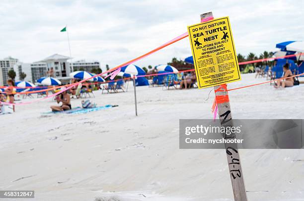 sea turtle nest - turtle egg stock pictures, royalty-free photos & images
