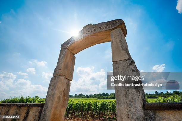 cheavalier-montrachet vineyard, burgundy, france - chardonnay grape 個照片及圖片檔