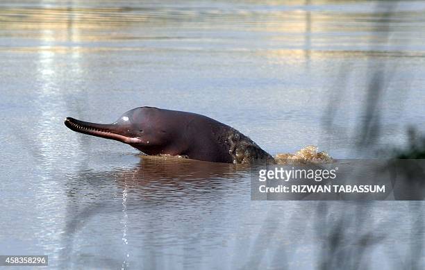 Pakistan-environment-conservation-animal,FEATURE BY ASHRAF KHAN In this photograph taken on September 13 a blind dolphin swims along the Indus river...