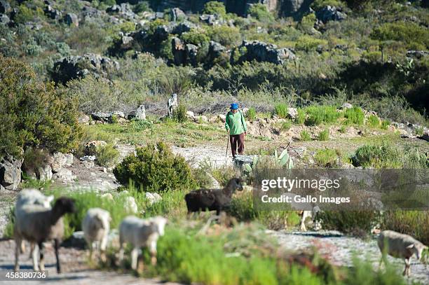 Sheep on September 17, 2014 in Clanwilliam. Heuningvlei is a small village situated in the heart of the Cederberg Mountains. It was started in 1825...