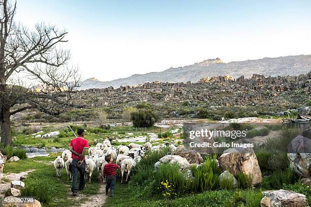 Flock of sheep on September 17, 2014 in Clanwilliam. Heuningvlei is a small village situated in the heart of the Cederberg Mountains. It was started...