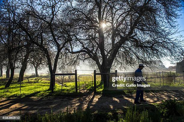 Man goes fora walk on September 17, 2014 in Clanwilliam. Heuningvlei is a small village situated in the heart of the Cederberg Mountains. It was...