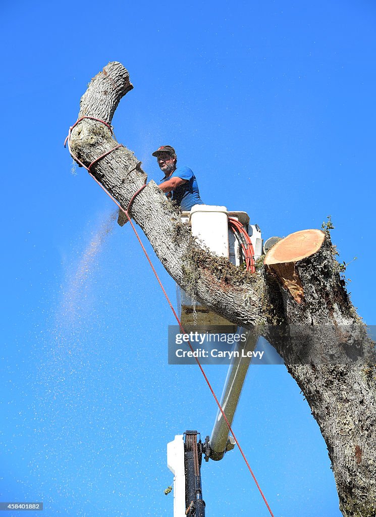 Overhanging Oak Removed on TPC Sawgrass Stadium Course's 6th Hole